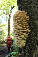 Passing as fungus hanging on bark tree