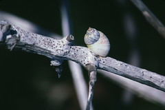 Snail on branch at Magdalena Bay in Baja 2-1-86