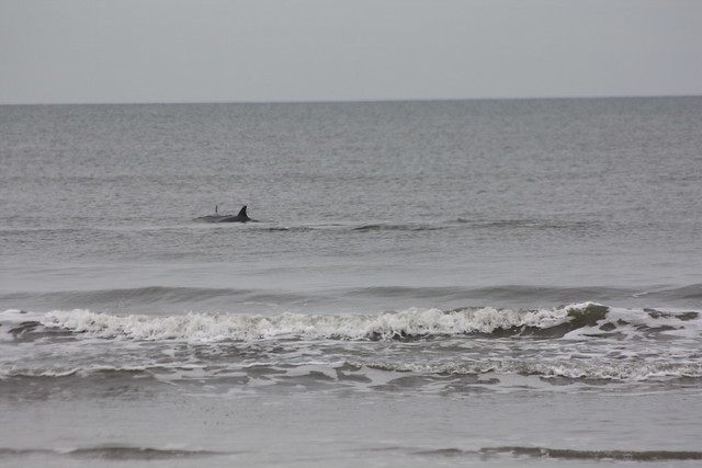 Dolphins feeding in the surf at False Cape State Park, Virginia