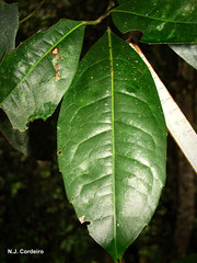 Xymalos monospora, leaf