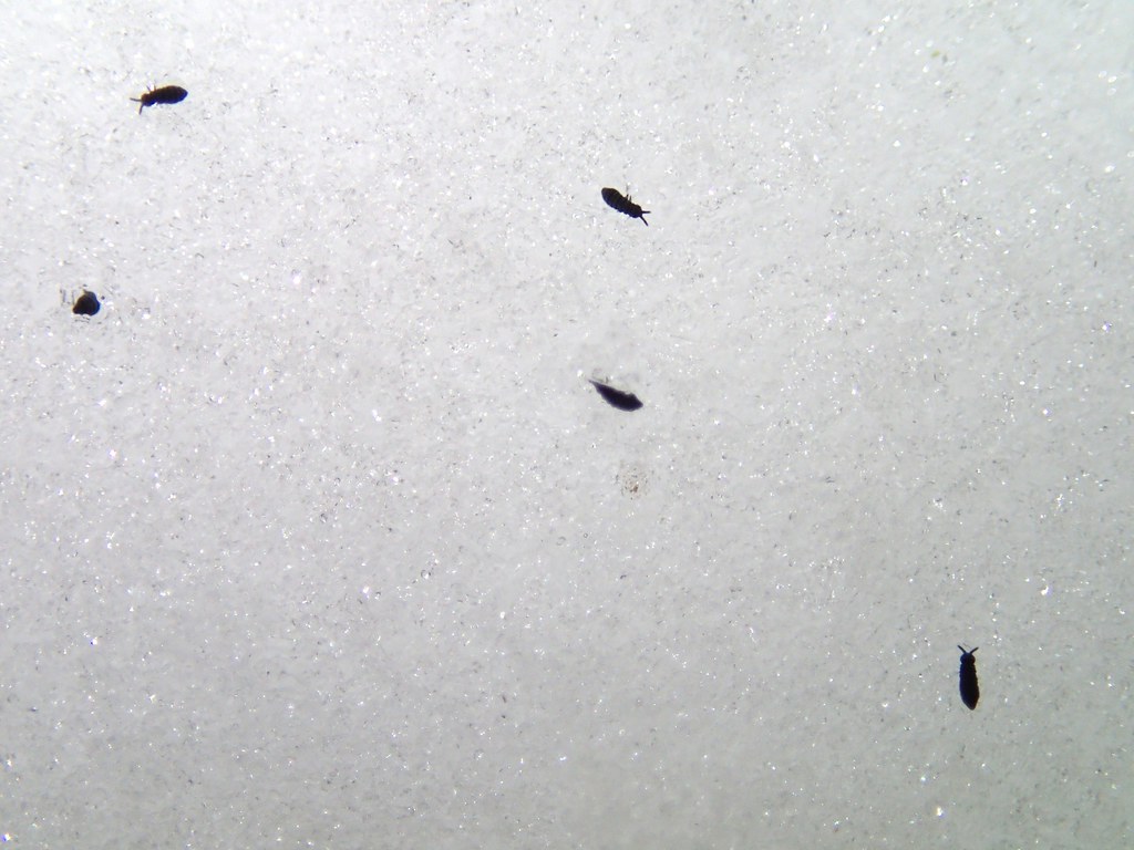 Snow fleas