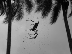 Spider working, Jardim Botânico de São Paulo.