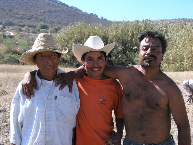 Hombres cortando trigo - Men cutting wheat; Magdalena Jaltepec, Distrito de Nochixtlán, Región Mixteca, Oaxaca, Mexico