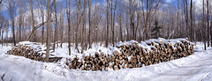 Winter Logging 06