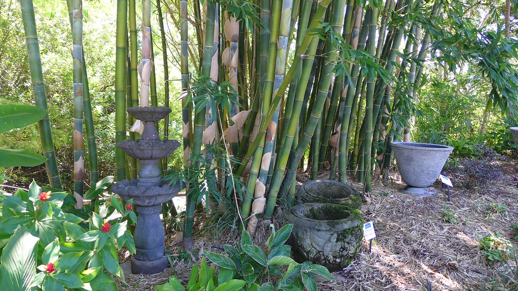 Big Bamboo At Brookfield Garden Centre Western Brisbane Flickr