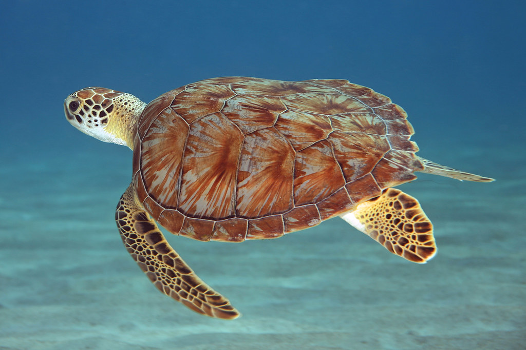 Shell Games | Cute and carefree, this green turtle let me sw… | Flickr