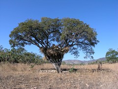 Zacate en un árbol - Corn stalks stored in a tree; Llano de Avispas, Región Mixteca, Oaxaca, Mexico