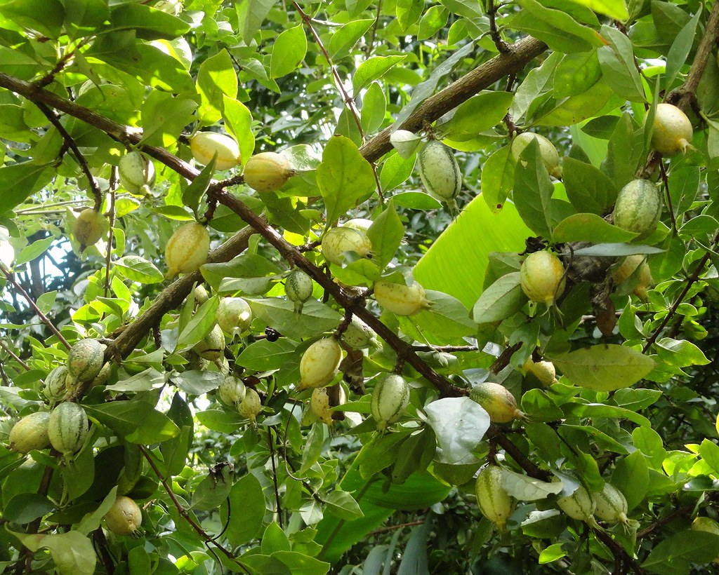 Randia formosa (Blackberry jam fruit) | Jardin Boricua | Flickr