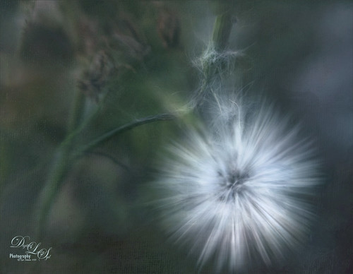 Image of a dandelion