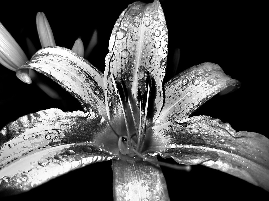 silver flower sharp | Deanna Roffman | Flickr