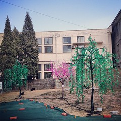 树 #china #beijing #winter #afternoon #tree #fake #building #ground #grass