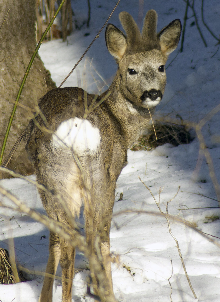 Deer Butt Stefan Jansson Flickr 5172