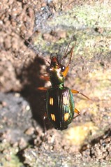 Little ground beetle