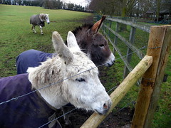 GOC Braughing 083: Two donkeys and a horse