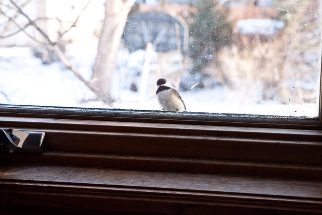 Chickadee peeking in window