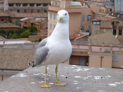 Gull at the top of the Palatine Hill