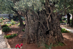 IL09 2005 Ancient Olive Trees, Mount of Olives, Jerusalem ירושלים