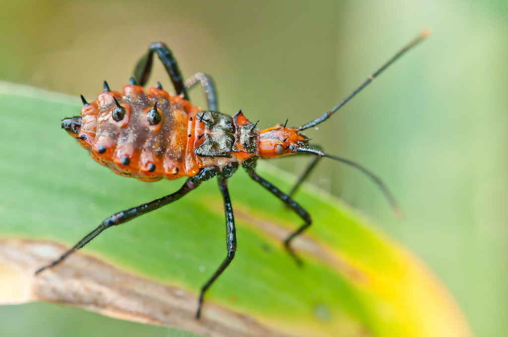 leptoglossus-nymph-leaf-footed-bug-kaeng-krachan-nationa-flickr