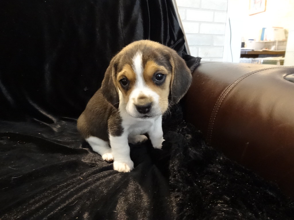 Beagles Mini Tiny Puppies For Sale Miniature Pocket Beagle