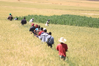Local partners visiting improved faba bean (Legume crop) introduced to break the mono cropping of wheat during Sinana woreda farmers field day (right - Photo credit: ILRI/A. Habtamu)