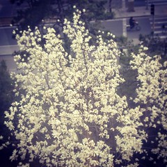 办公室窗外的一树玉兰，春天来了！#china #beijing #tree #flower #spring #bird's-eye #airscape #magnolia