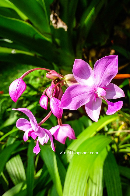 Hyacinth Orchid1-134330crw