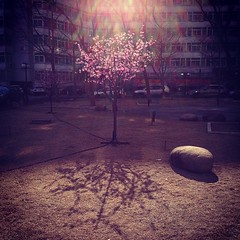 神树 #china #beijing #winter #tree #sunshine #grass #stone #building #backlight #fake