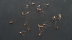 Swamp Foxtail seeds