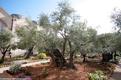 IL09 2004 Ancient Olive Trees, Mount of Olives, Jerusalem ירושלים