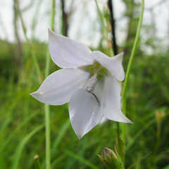 Unidentified flower, Suikerbosrand Nature Reserve
