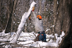 Winter Logging 05
