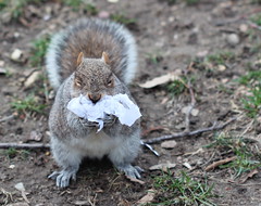 squirrel in Wash. Sq. Park forcing a wadded up plastic bag down its throat