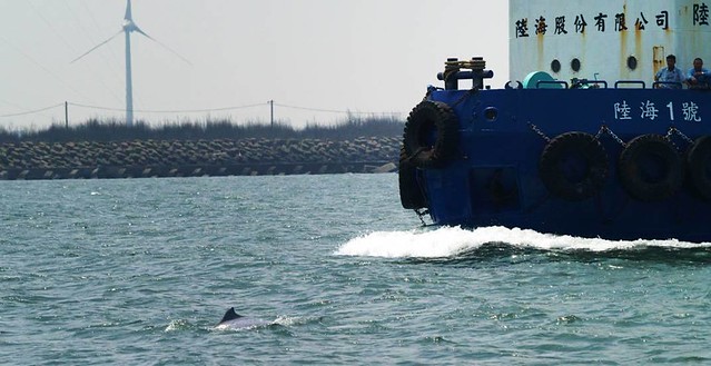 航道上往來的船只速度往往超過40節，加上產生的水下噪音，各方面均造成對白海豚的重大危害。圖片來源：林子皓。