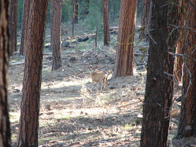 Deer on Pine Mountain