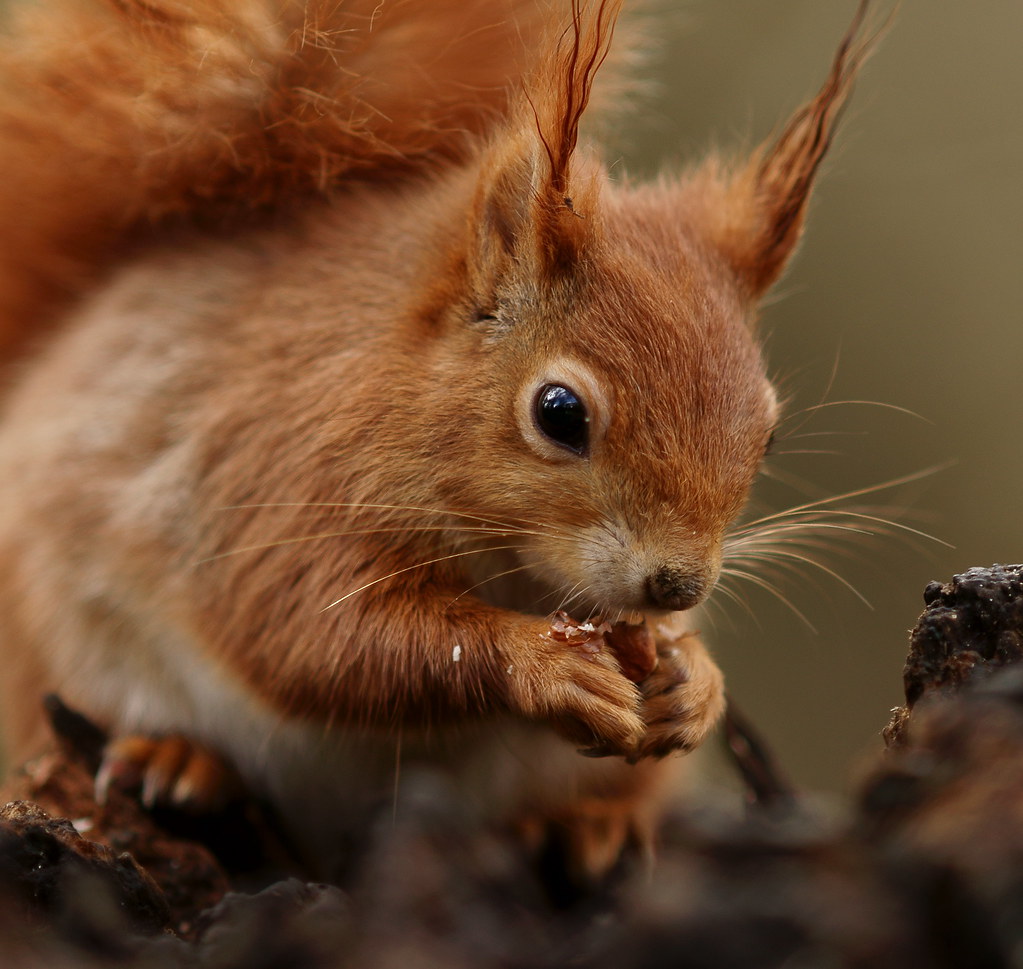 squirrel eating