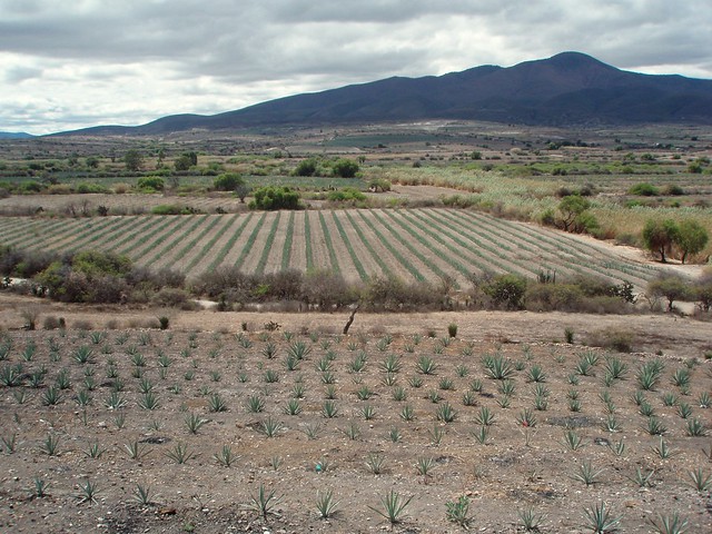 Siembros de maguey; Santiago Matatlán, Oaxaca, Mexico