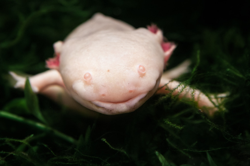 Axolotl | by William T Hornaday