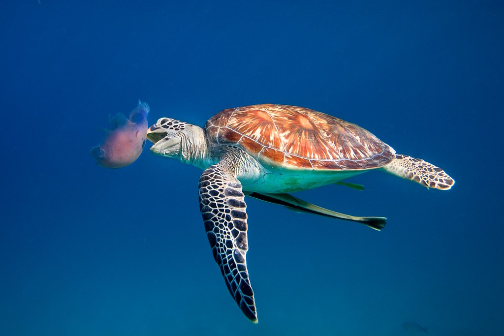 Green Sea Turtle eating Jellyfish - Dimakya, Philippines ... - photo#39