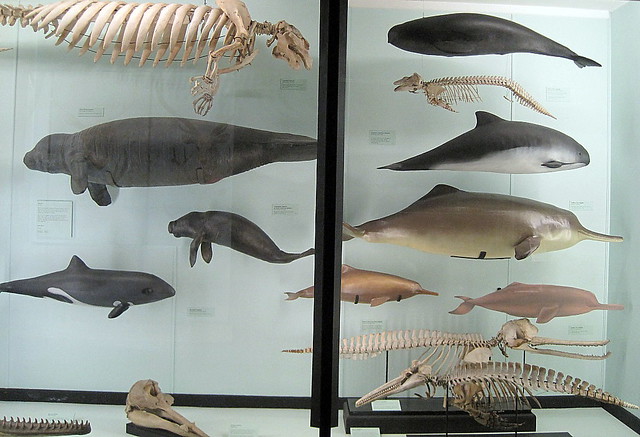 Display case, Tring Natural History Museum