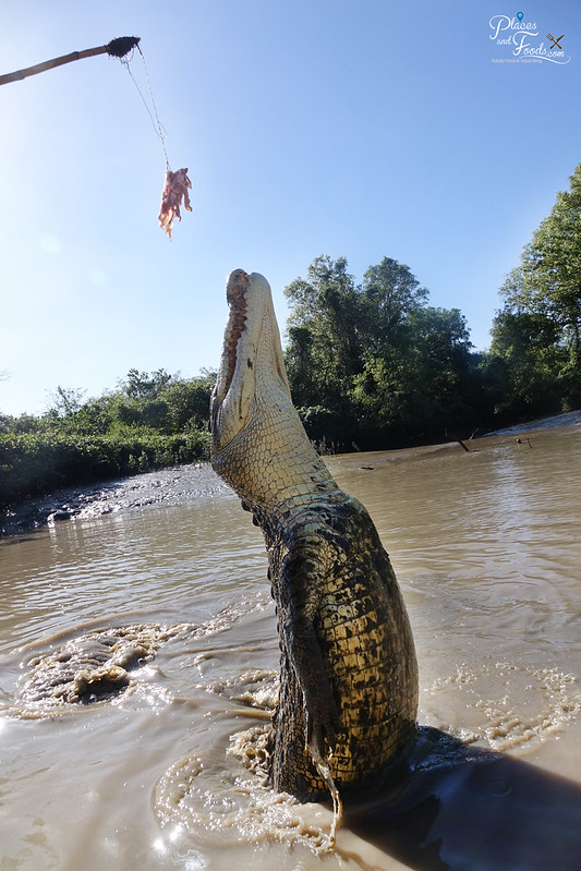 darwin jumping croc feeding