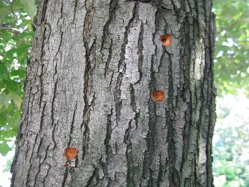 Fresh egg sites on a tree trunk