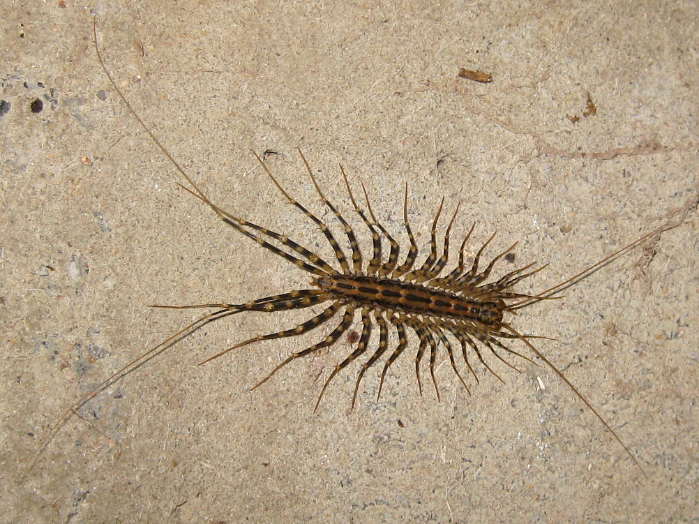 Allothereau maculata (Australian House Centipede) | Not ...
