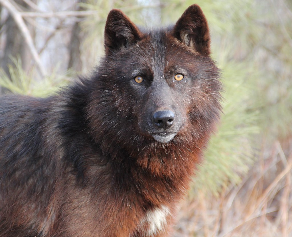 Black wolf Portrait | Taken at Minnesota WIldlfie Connectioi ...