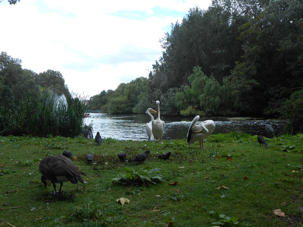 pelicans st james park | lolita montana | Flickr1024 x 768