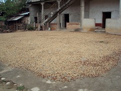Drying coffee beans - secando el café; San Juan Juquila Mixes, Región Mixes, Oaxaca, Mexico