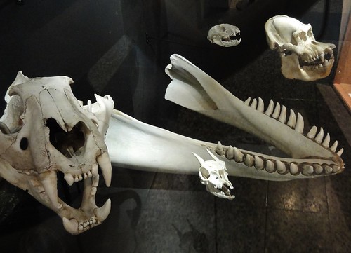 Image shows a killer whale lower jawbone in a glass case with a black background. The jaw is a v-shape with many sharp teeth. There are smaller skulls around it, including a dik dik and chimpanzee.