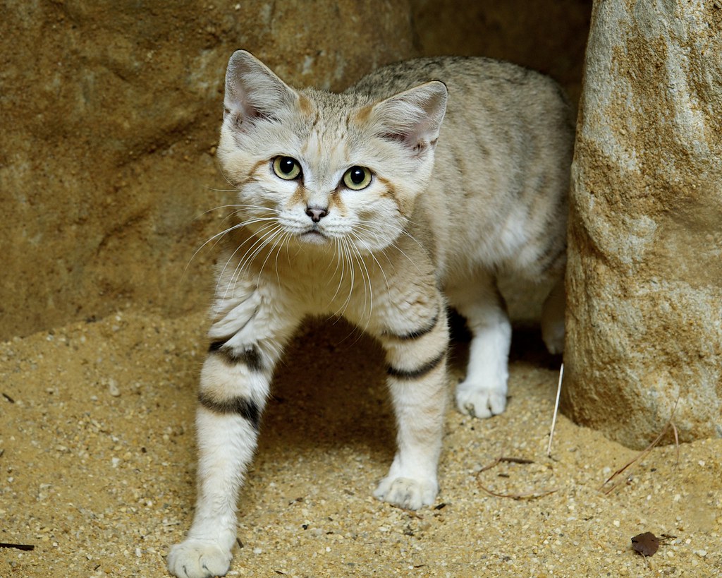 Sand Cat Debuts at Smithsonian's National Zoo Photo Credit… Flickr