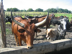Cattle in a movable pen to provide manure for the rice fields in Sefula, Zambia. Photo by Kate Longley, 2013.