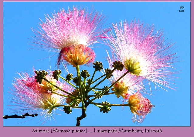 Mimose (Mimosa pudica) / Schamhafte Sinnpflanze im Luisenpark Mannheim - Mimosenblüte im Juli - Altes Kräuterbuch - Fotos und Collagen: Brigitte Stolle 2016