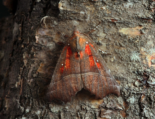 moth on tree trunk